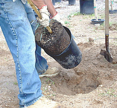 How to plant a tree properly