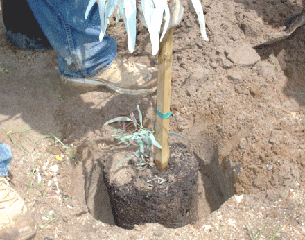 digging-hole