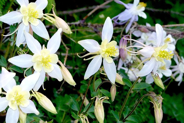 columbine-flowers