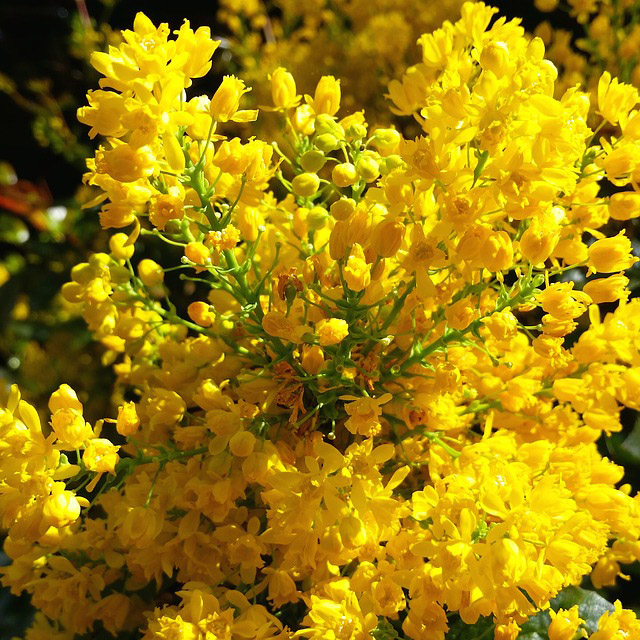 Early Blooming Trees and Plants