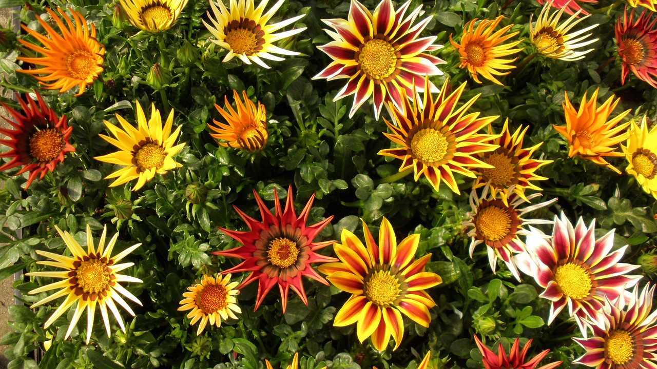 gazania-flowers