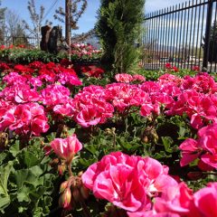 Spring Color Geraniums