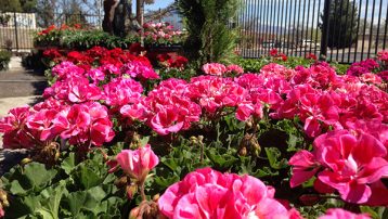 Spring Color Geraniums