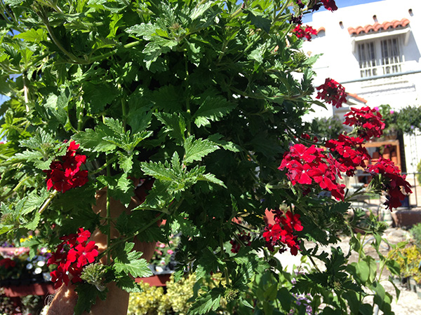 Purple Verbena Plants