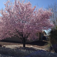 Purple Leaf Plum Trees