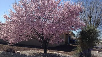 Purple Leaf Plum Trees