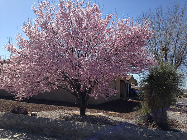 Purple Leaf Plum Trees