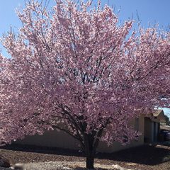 purple-leaf-plum-fullbloom2