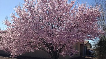 purple-leaf-plum-fullbloom2