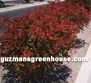 photinia-fraseri