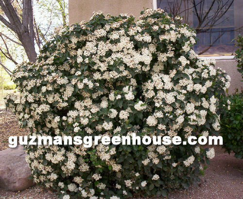 Evergreen Shrubs Pictures