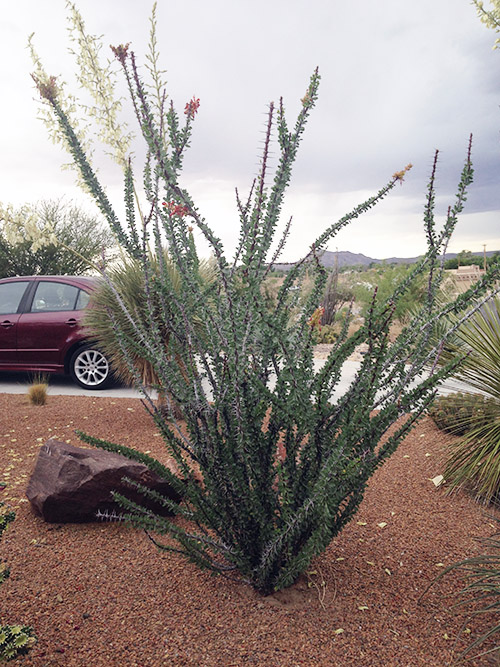 Ocotillo-wild