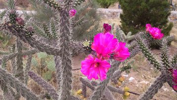 Cholla Cactus Flower