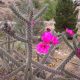 Cholla Cactus Flower