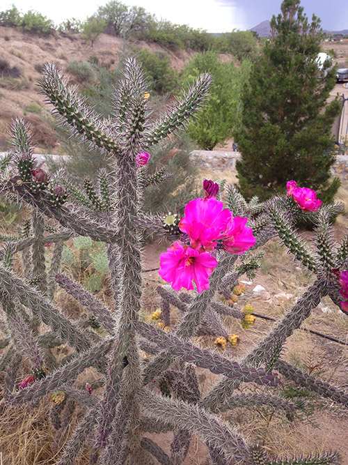 Cholla Cactus Flower