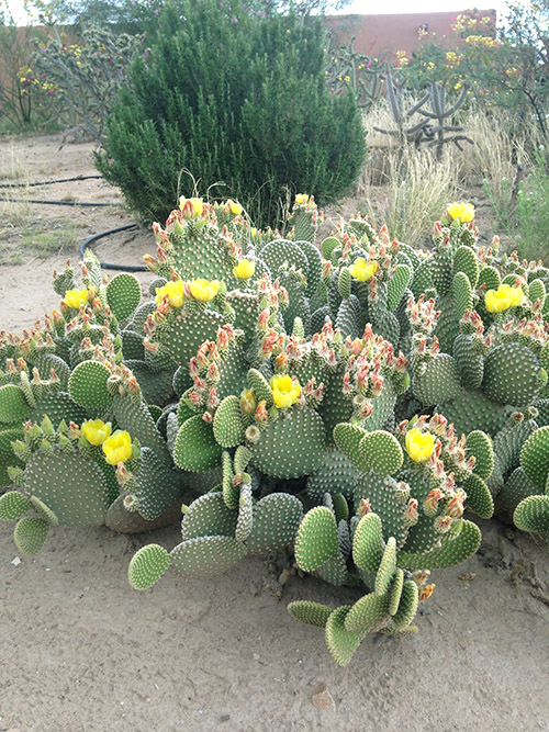 Easy care southwest landscaping plants