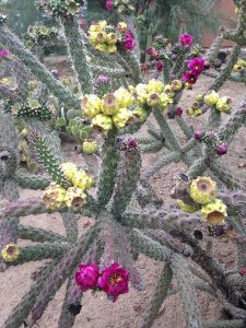 Xeriscape landscaping ideas