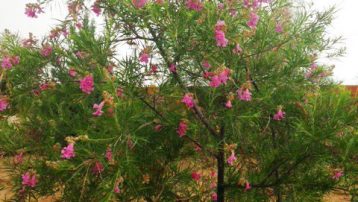 desert-willow-wild