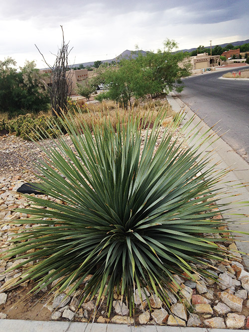 Easy care southwest landscaping plants