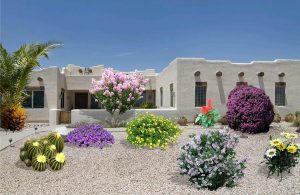 Colorful Xeriscape Plants