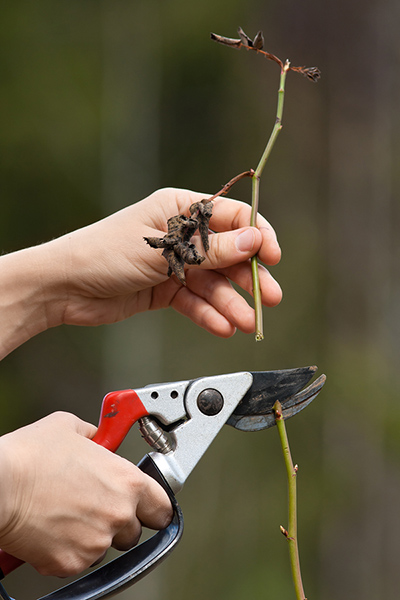 To prune or not to prune