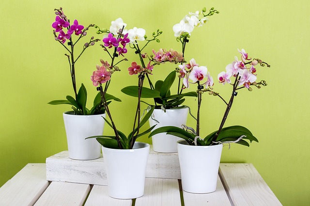 How to care for indoor plants