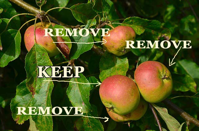 How to grow larger fruit