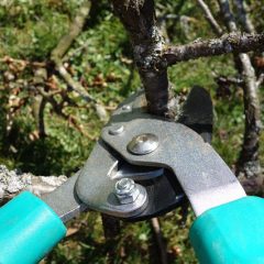 pruning-shears