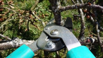 pruning-shears