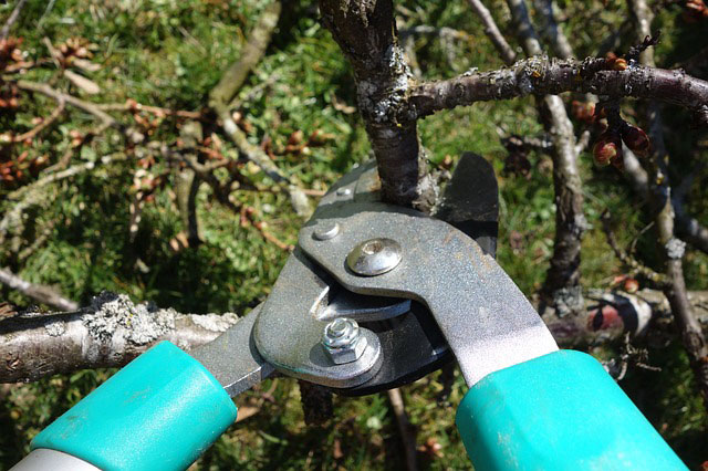 pruning-shears