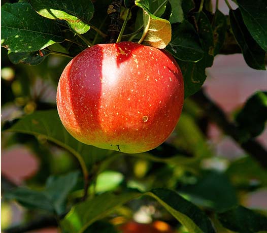 fruit trees for the southwest