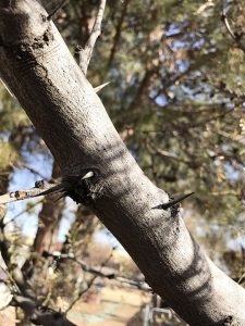 Thorns on Mesquite tree