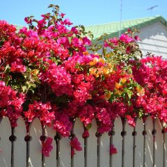 Flowering Bougainvillea