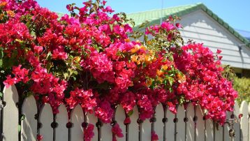 Flowering Bougainvillea