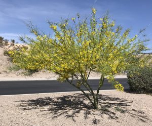 Palo Verde Tree