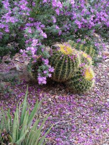 Xeriscape landscaping ideas