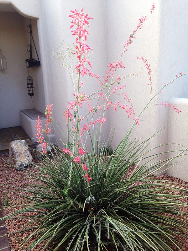 Xeriscape landscaping ideas