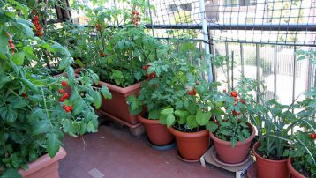 Vegetables Gardening Tips