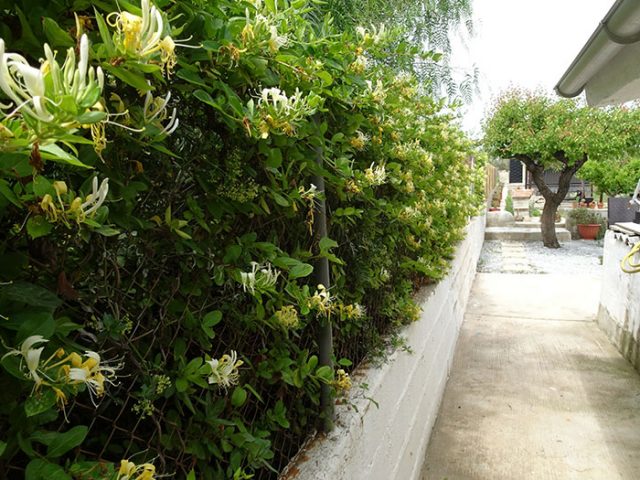 Honeysluckle on a fence