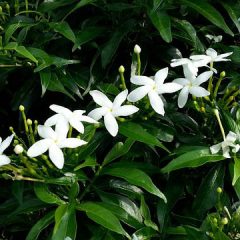 star-jasmine-ground