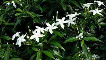 star-jasmine-ground