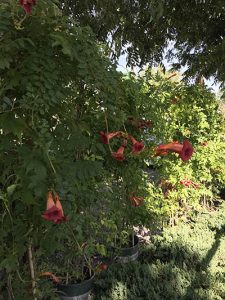 Trumpet vine of creeper