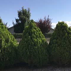 The Arborvitae tree