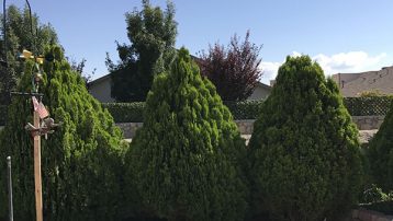 The Arborvitae tree