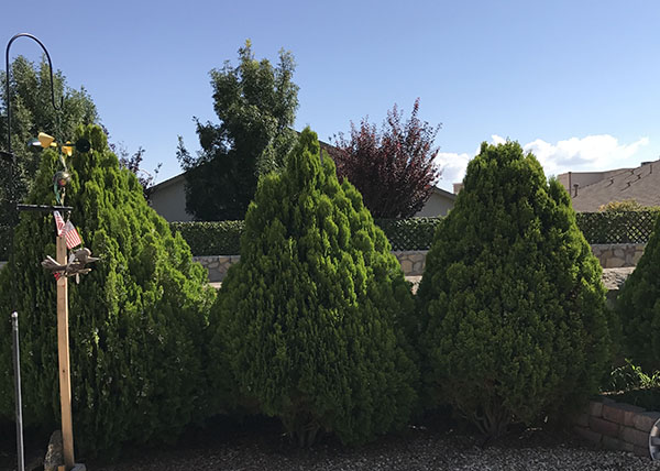 The Arborvitae tree