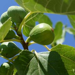 Fruiting Fig Tree