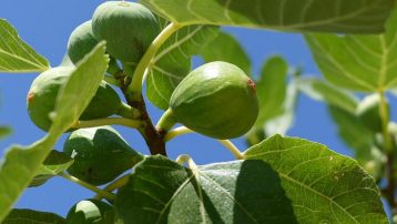 Fruiting Fig Tree