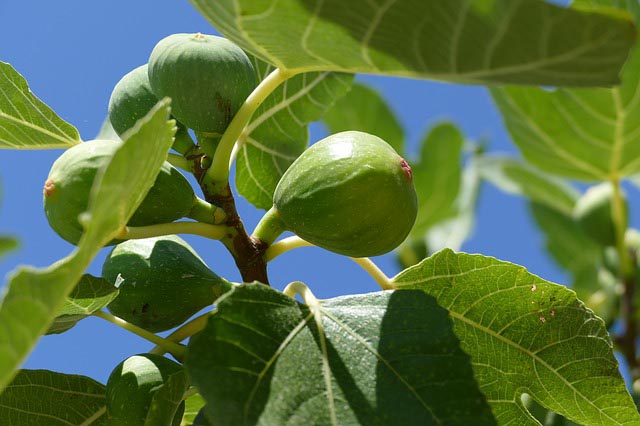 Fruiting Fig Tree