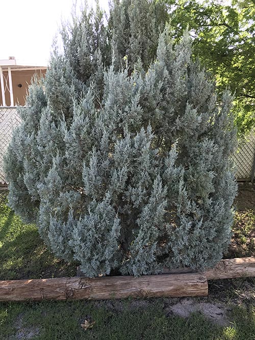 Wichita Blue Juniper