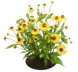 Coreopsis Plant